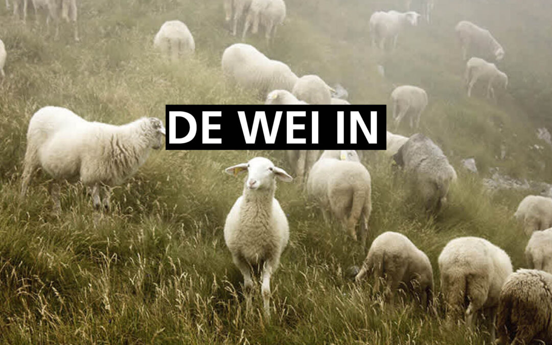 ROBERT VAN HARTEN / DE WEI IN: VEEL GEBLAAT, WEINIG WOL